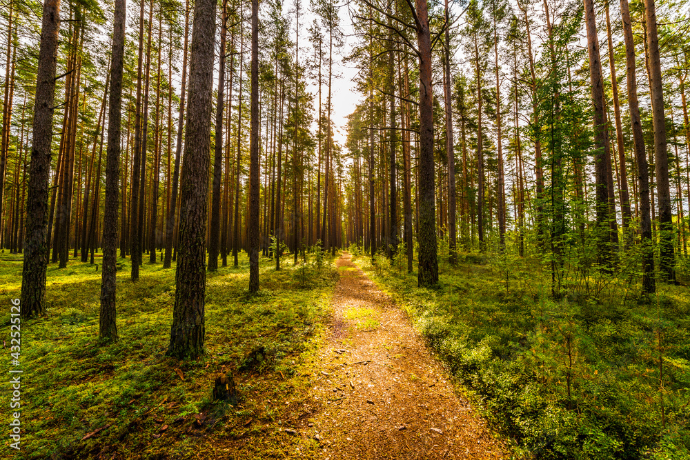 Fototapeta premium Road lit by the sun goes deep into the pine forest. View from the road