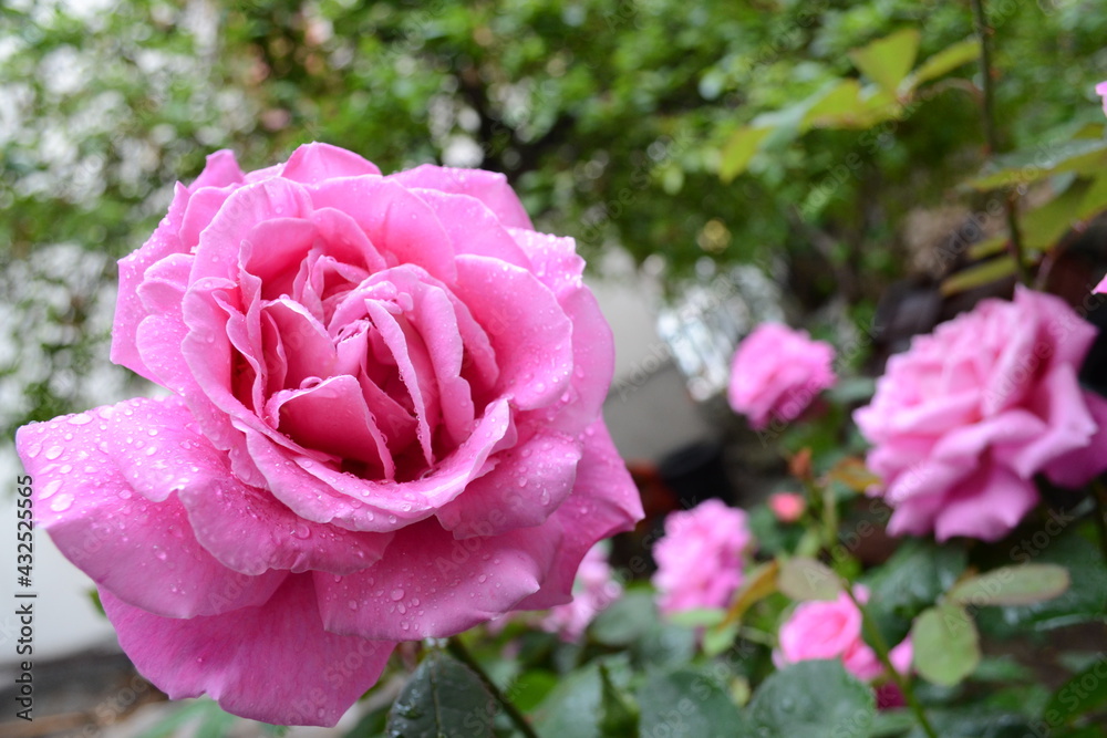 pink rose covered with rain drops refreshed