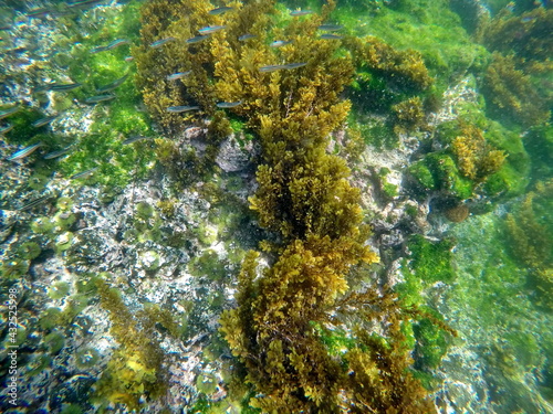 School of silver fish swimming above seaweed at Punta Espinoza, Fernandina Island, Galapagos, Ecuador photo