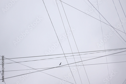 Look up at the gray cloudy sky. Intersecting lines of electrical and information wires are visible. There is a bird flying in height. Background.