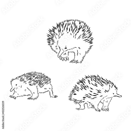Echidna, Australian animal linear hand drawn illustration. Vector.