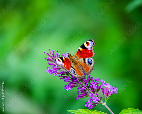 butterfly sits on a flower and collects nectar on a blurred green background.