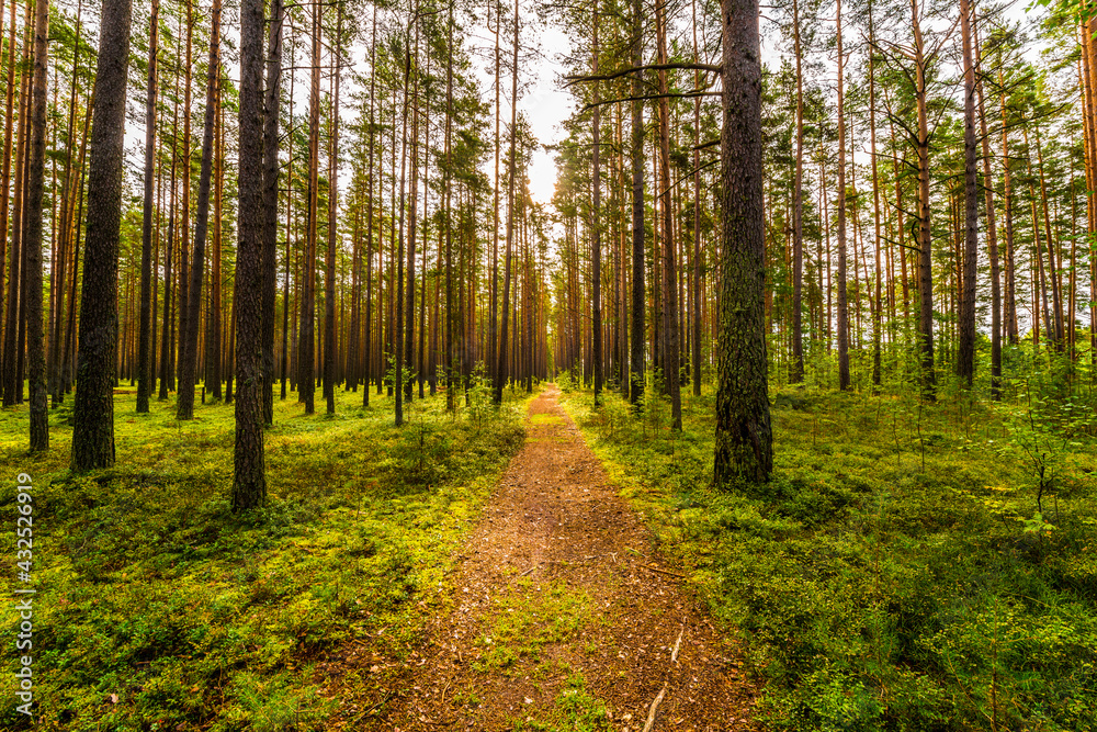 Road lit by the sun goes deep into the pine forest. View from the road Road lit by the sun goes deep into the pine forest. View from the road