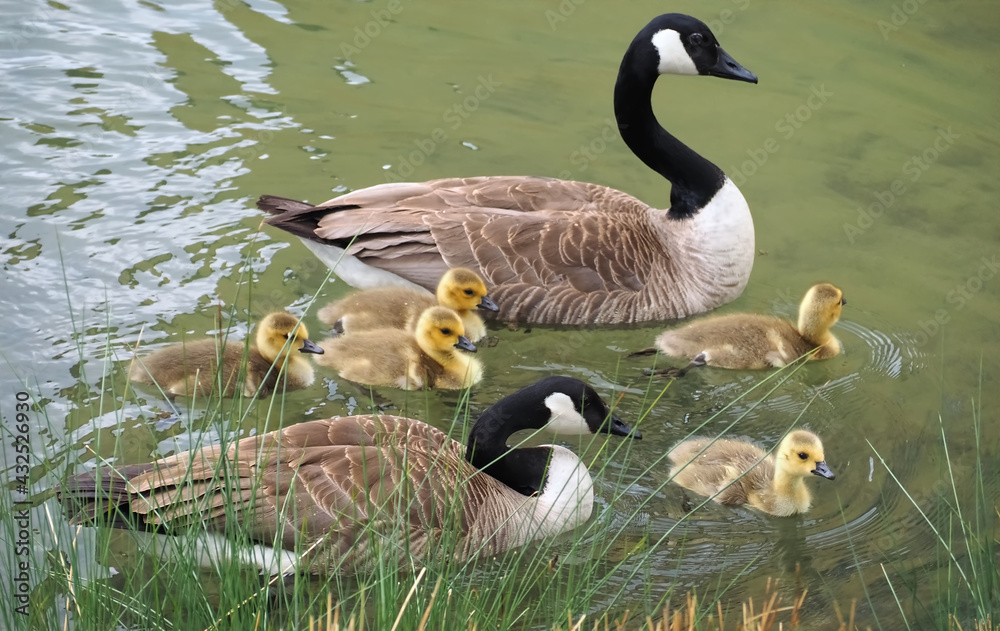 Obraz premium Cute canadian geese, family with newborn baby goslings swimming in the water