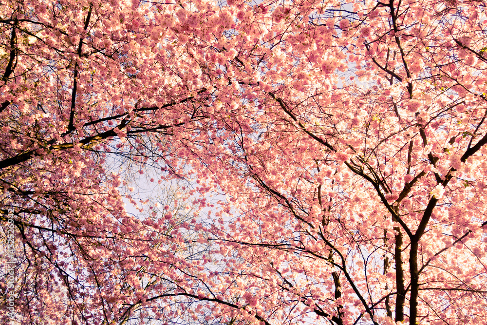 spring floral background with pink cherry tree in blossom and sky spring floral background with pink cherry tree in blossom and sky