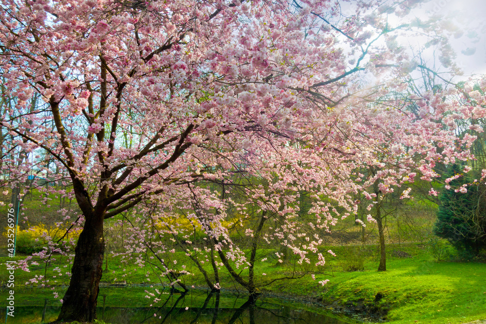 spring tree cherry tree in bloom in spring landscape spring tree cherry tree in bloom in spring landscape