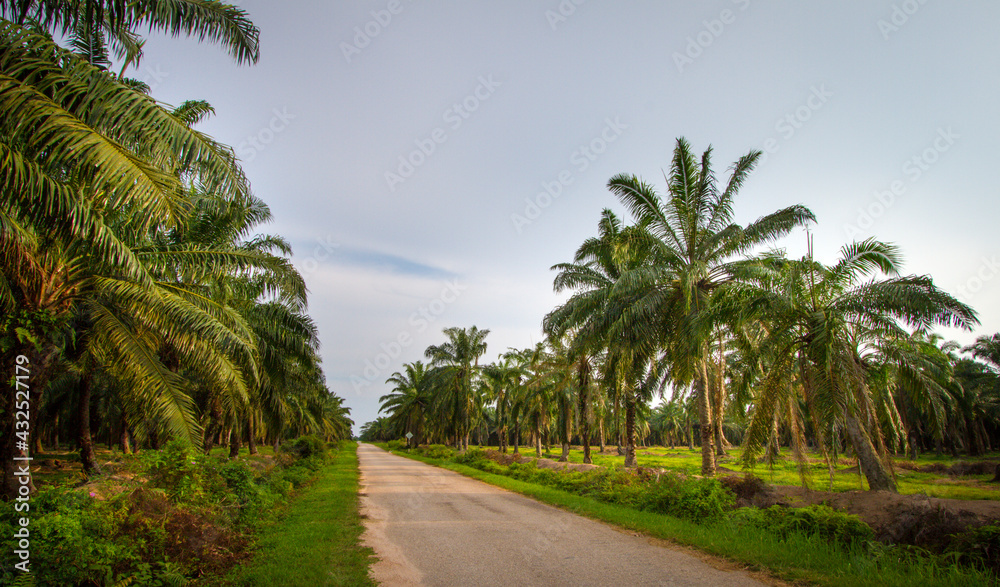 Obraz premium Palm oil plantation in Malaysia. Landscape of row of palm trees with mud road in the middle.
