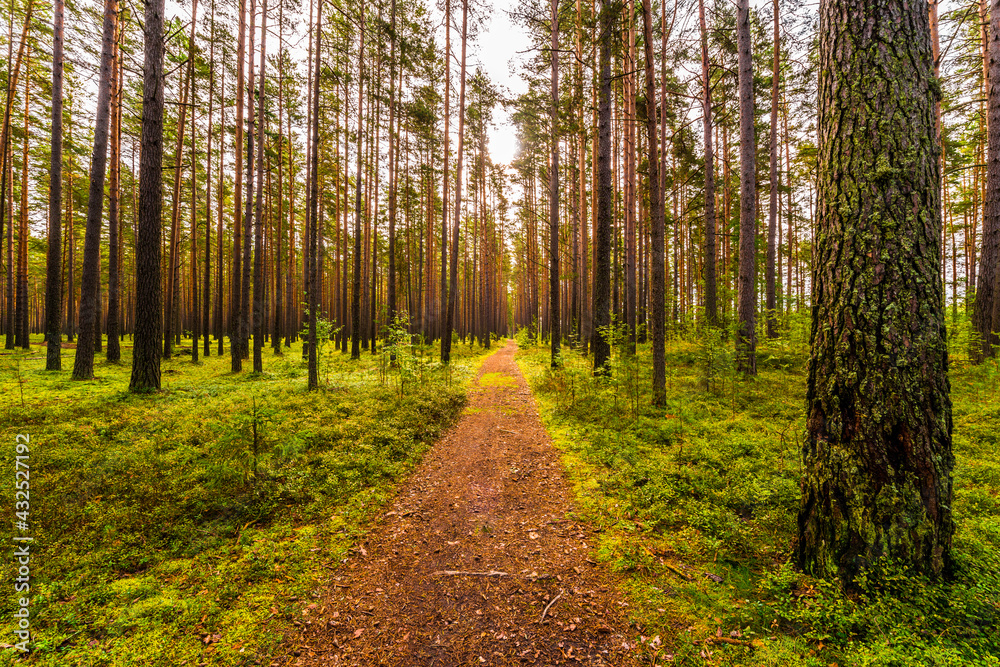 Fototapeta premium Road lit by the sun goes deep into the pine forest. View from the road