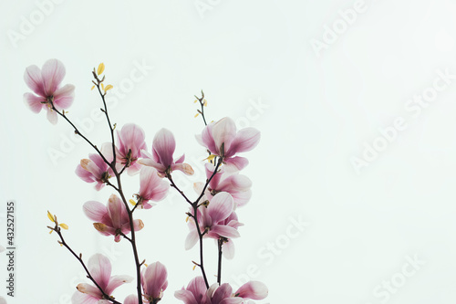 Magnolia blossom spring garden.beautiful flowers  spring background pink flowers. 