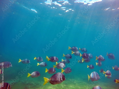 School of surgeon fish at Punta Espinoza, Fernandina Island, Galapagos, Ecuador photo