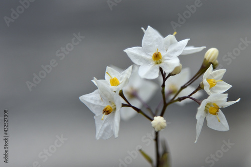 white and yellow flowers