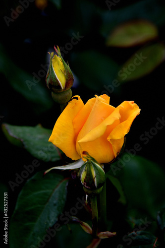 Beautiful delicate orange rose bud in nature with an intense aroma