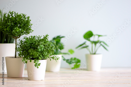 Wooden desk table top with tree pot on white wall, with copy space