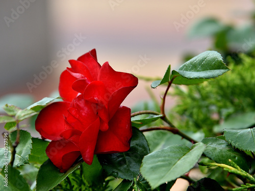 Beautiful delicate red rose bud in nature with an intense aroma