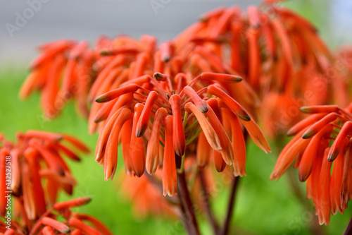 Orange Hyacinthaceae in Spring