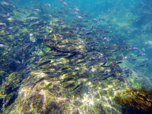 School of silver fish at Punta Espinoza, Fernandina Island, Galapagos, Ecuador photo