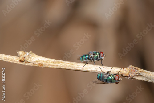 Picture Bluebottle Fly It is one of the large flies that are common in communities with various sewage.
