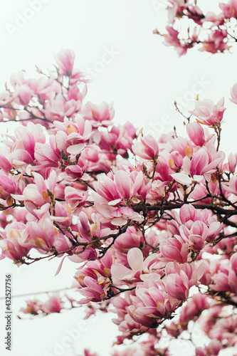 Magnolia blossom spring garden/ beautiful flowers, spring background pink flowers. Pink magnolia tree blossom against blue sky