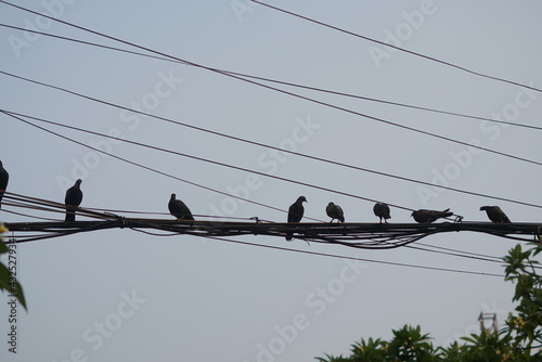 birds on wires