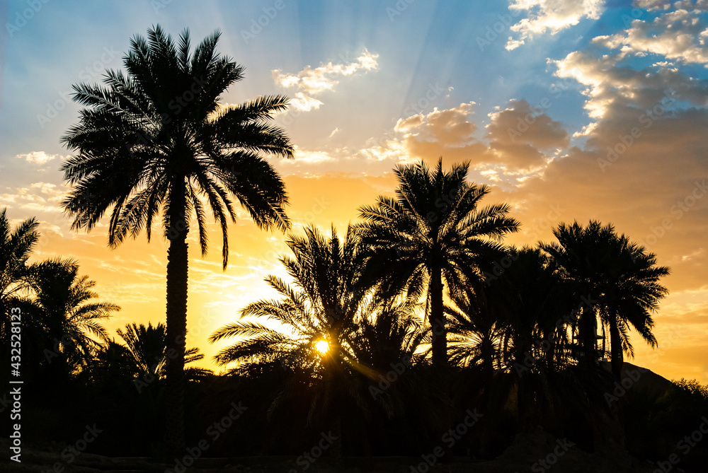 Silhouettes of palm trees against colourful sunset sky, Oman, Nizwa 