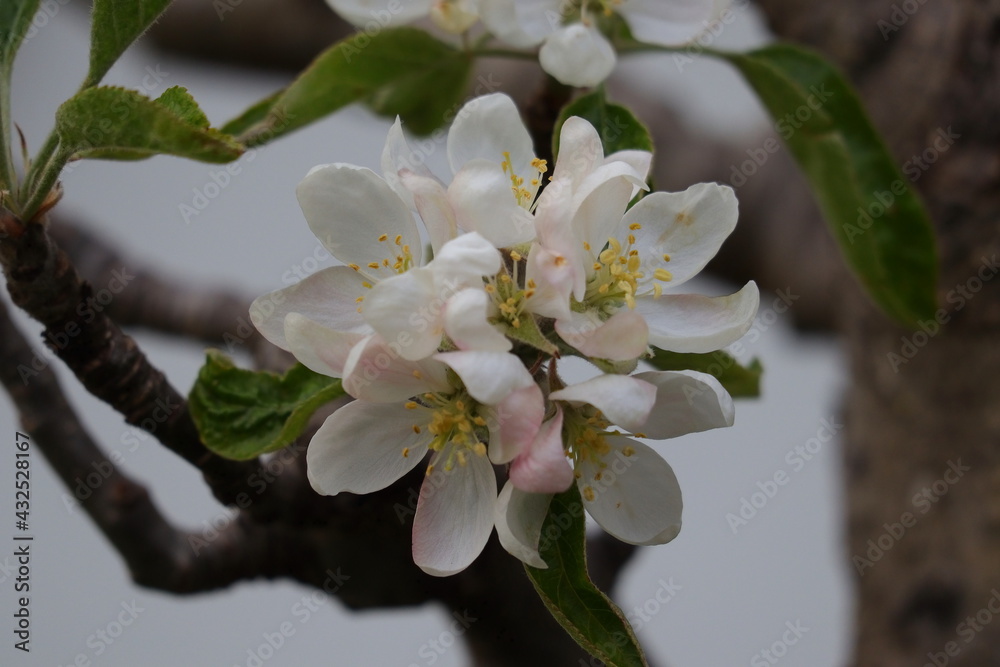 Apfelbaum Apfelblüte, Obstbaum, Frühling