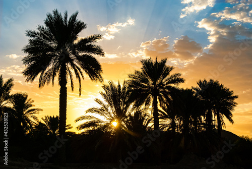 Silhouettes of palm trees against colourful sunset sky, Oman, Nizwa 