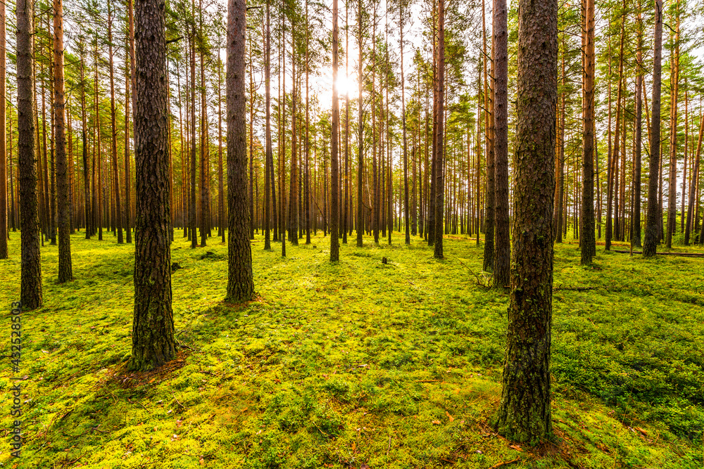 Sun shines between tree trunks in a pine forest Sun shines between tree trunks in a pine forest
