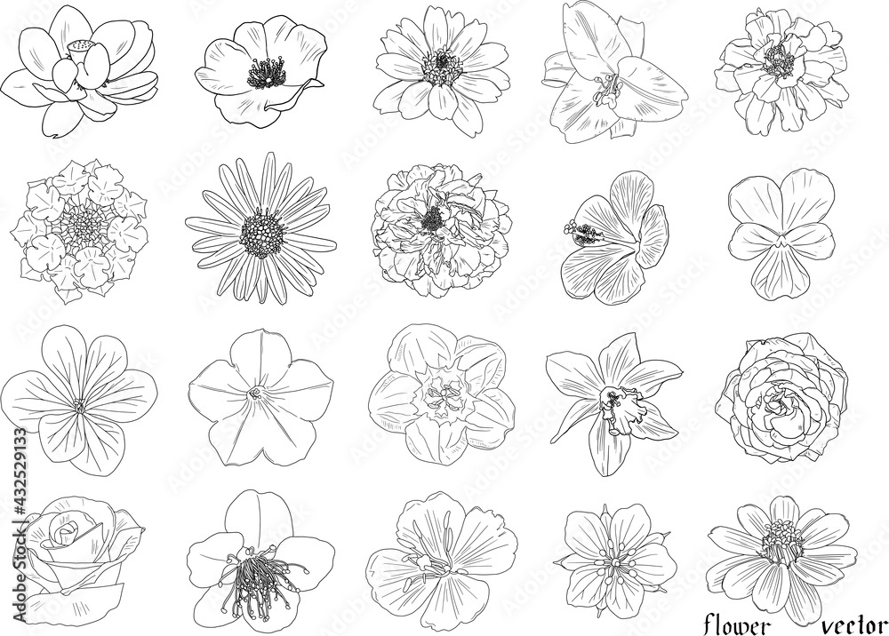 繊細な花の白黒の線画個セット2 ベクター素材 Stock Vector Adobe Stock