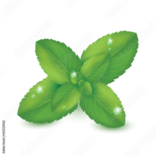 3D realistic isolated vector vortex of mint leaves on white background.