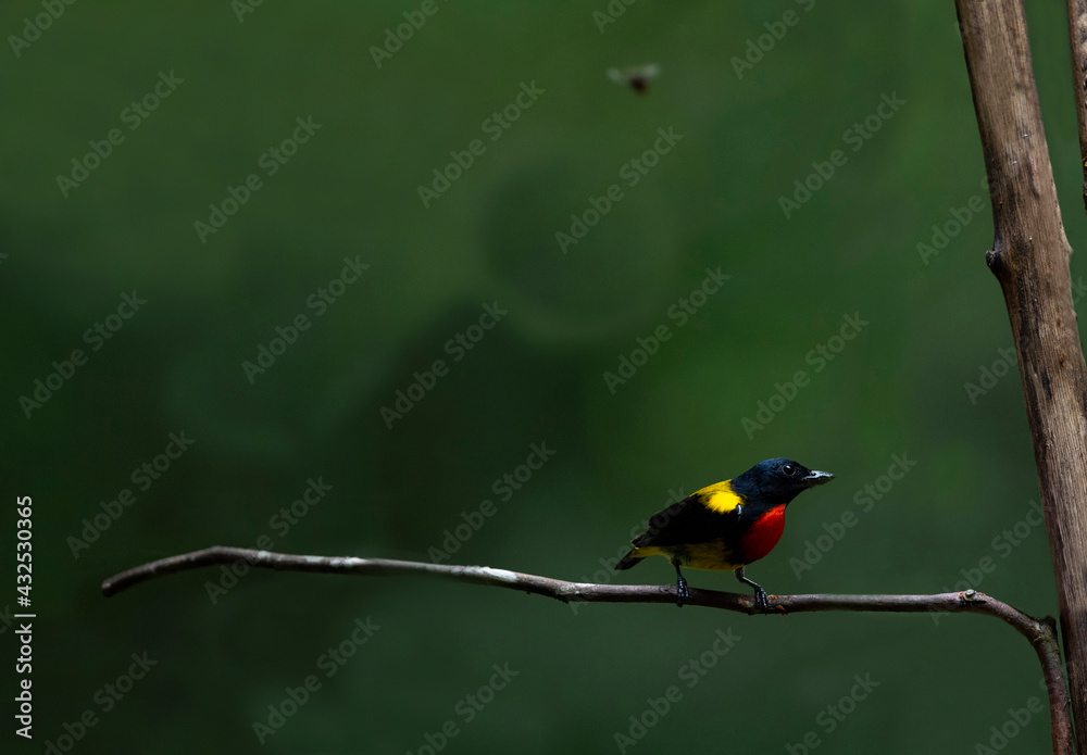 Fototapeta premium Scarlet - breasted Flowerpecker