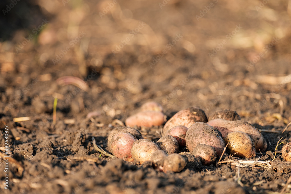 freshly dug potatoes on the ground