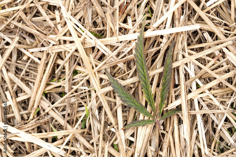 yellow-green old autumn cannabis leaf on dry yellow grass yellow-green old autumn cannabis leaf on dry yellow grass