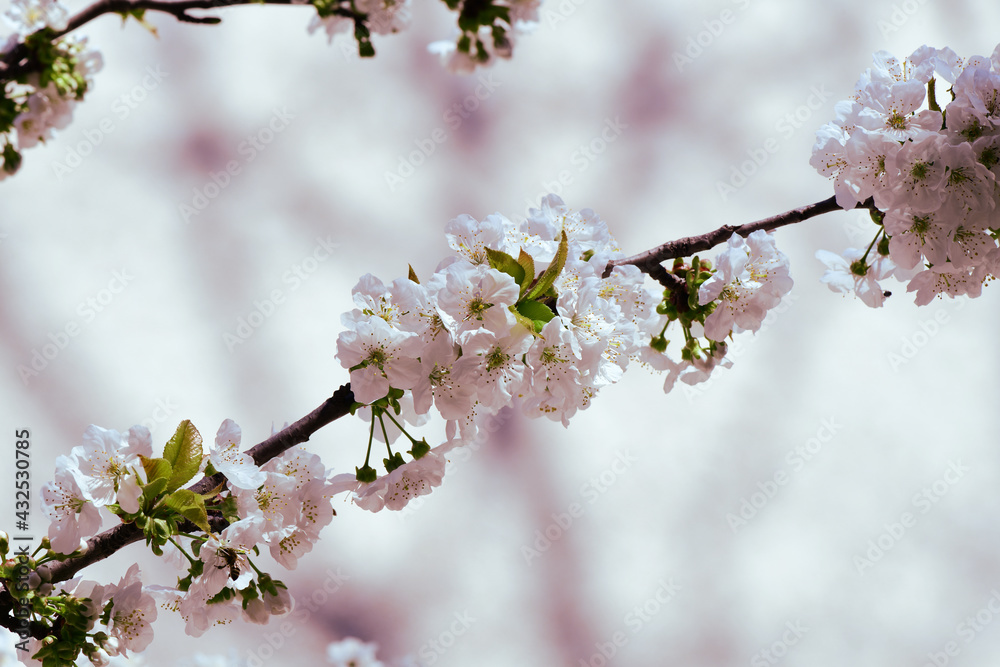 pring cherry blossoms, pink and white flowers.