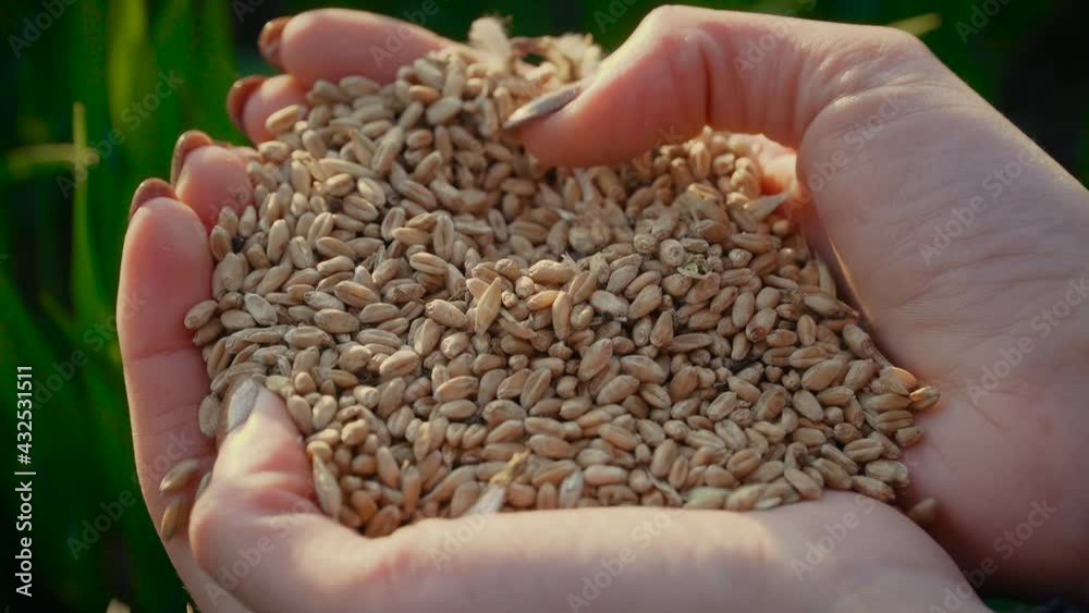 Close up wheat seeds in female hands. Woman farmer holding crop harvest against green field background at sunset. Concept of work in agronomic farm for making business and having profit from Close up wheat seeds in female hands. Woman farmer holding crop harvest against green field background at sunset. Concept of work in agronomic farm for making business and having profit from