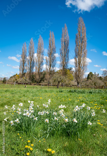 Row of 6 Poplar trees and daffodils in spring sunshine at Barrington Court, Illminster, Somerset photo