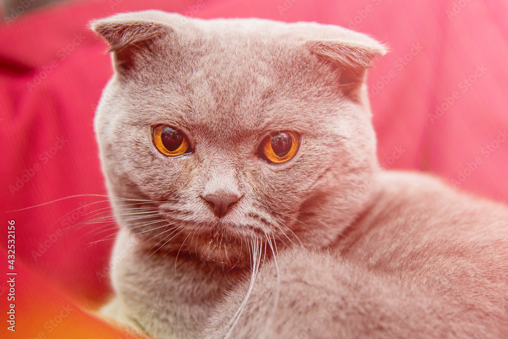 Scottish Fold cat sitting on pink background