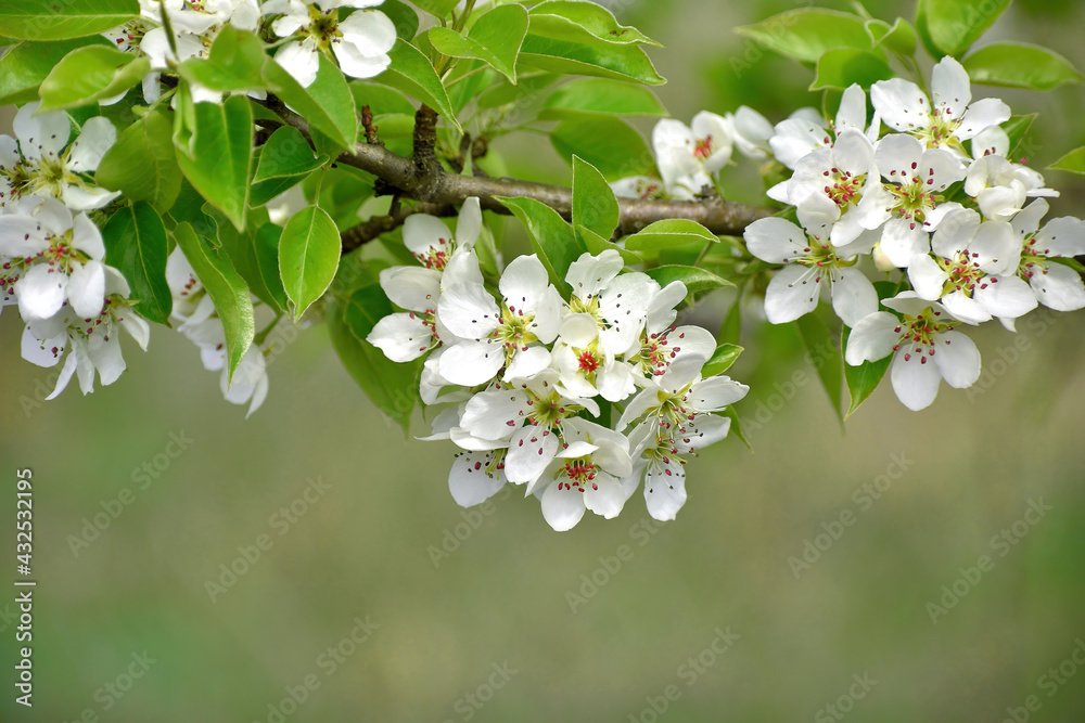 Branches of blooming wild pear on a spring day outdoors, close-up. Branches of blooming wild pear on a spring day outdoors, close-up.