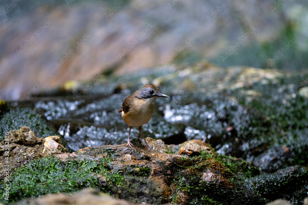 Fototapeta premium Short - tailed Babbler