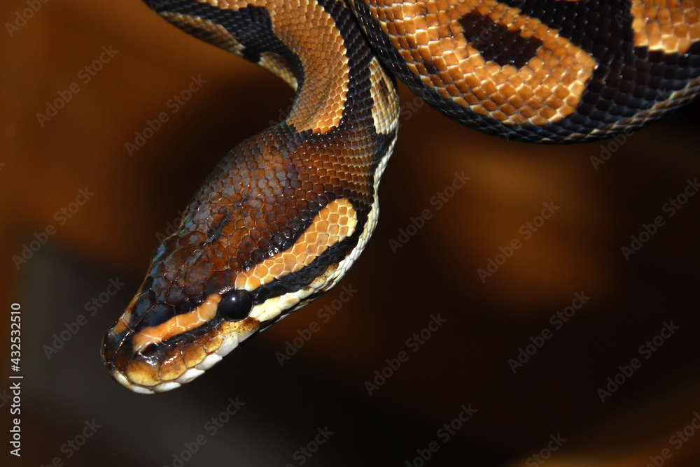 Royal python (Python regius) Stock Photo | Adobe Stock