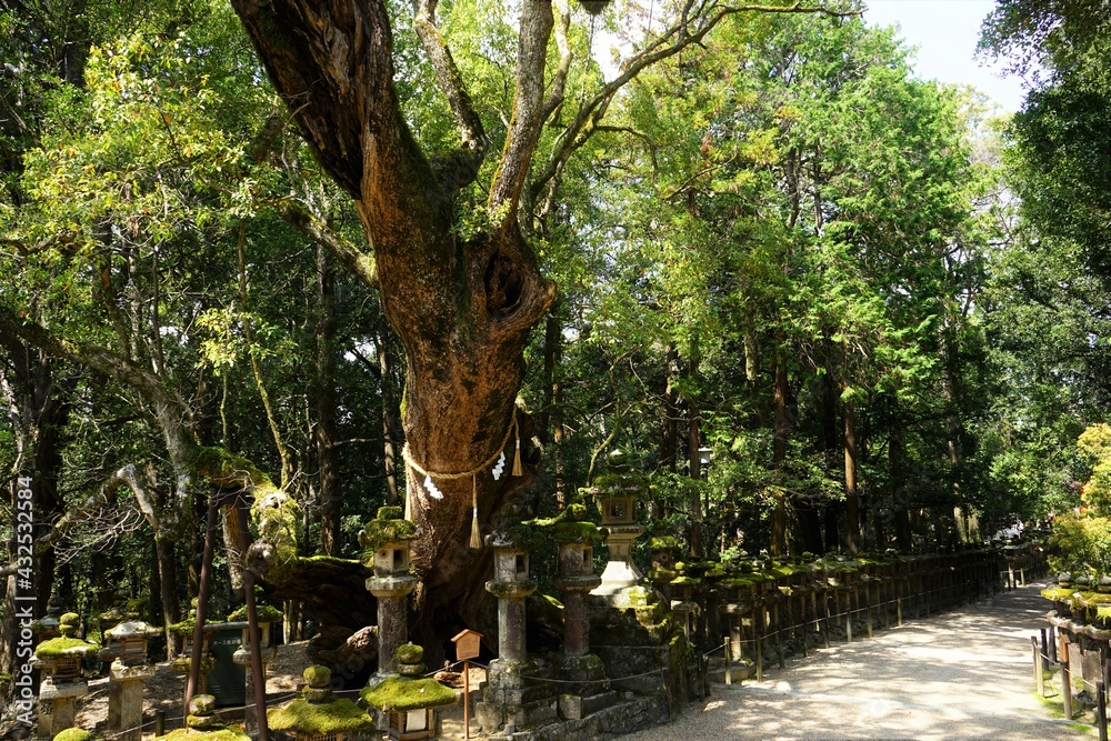 Fototapeta premium Pathway along stone lantern and sacred tree towards at Kasugataisha Shrine in Nara prefecture, Japan - 日本 奈良 春日大社 参道 石燈篭と御神木