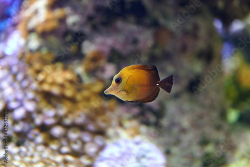 The brown surgeon, brown tang or Twotone Surgeonfish (Zebrasoma scopas) is a marine fish, of the Acanturidae family