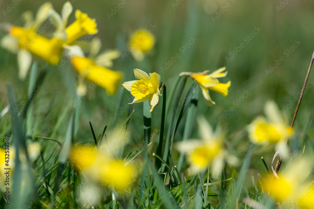 Yellow daffodils in the Vall de Incles in the Pyrenees, Andorra