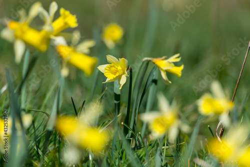 Yellow daffodils in the Vall de Incles in the Pyrenees, Andorra