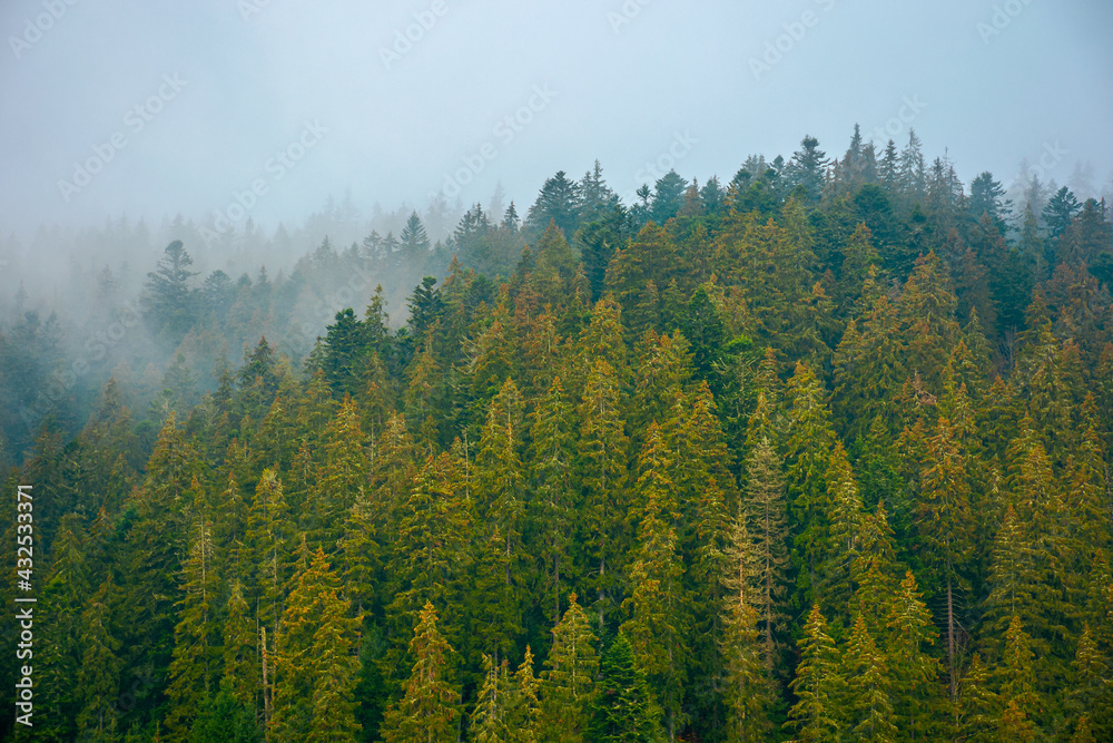 foggy nature scenery. coniferous forest on a cold autumn morning. mysterious atmosphere in rainy weather. surreal background of carpathian woodland foggy nature scenery. coniferous forest on a cold autumn morning. mysterious atmosphere in rainy weather. surreal background of carpathian woodland