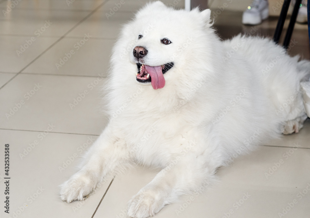 Fototapeta premium white Samoyed with an open mouth lies on tiled floor, paws outstretched. pet.