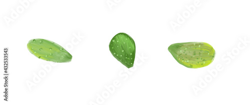 Set cacti isolated on a white background. Cactus. Mexican food. Oil painting hand drawing. Vegan food. Illustration