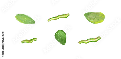 Set cacti whole and cut isolated on a white background. Cactus. Pickled. Mexican food. Appetizer. Hand drawing. Oil painting