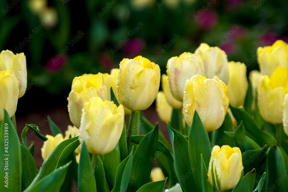 Obraz premium close-up yellow tulip in the garden