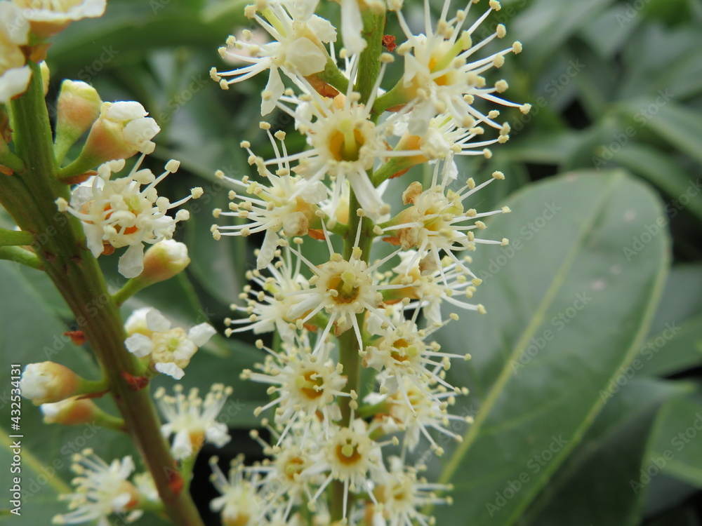 beautiful natural plant different macro green tips beautiful natural plant different macro green tips