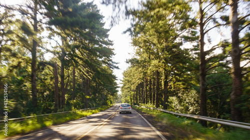 Road trip in the forest. Motion blur by speed © MartinEnrique
